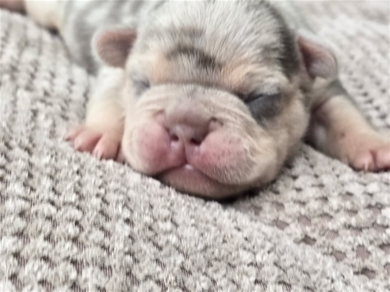 Französische Bulldogge Welpe mit Stammbaum