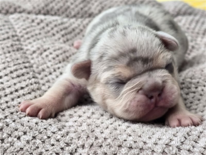 Französische Bulldogge Welpe mit Stammbaum