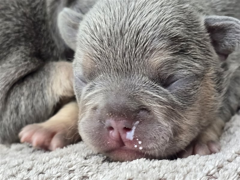 Französische Bulldogge Welpe mit Stammbaum