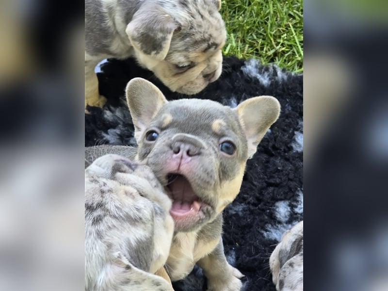 Französische bulldogge Welpen von kerngesund Elterntieren