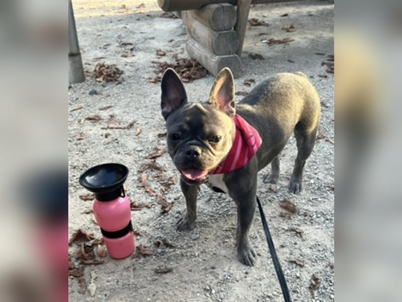 Wunderschöne Französische Bulldogge in Sonderfarben