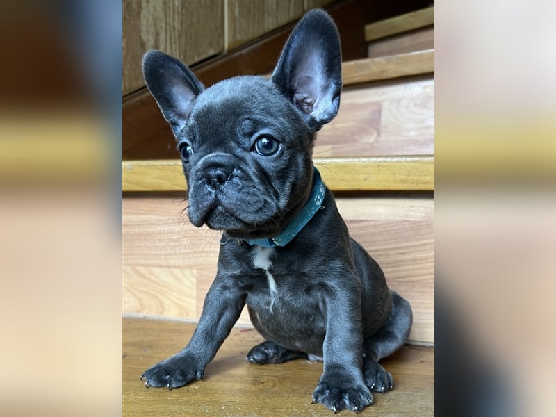 Wunderschöne Französische Bulldogge in Sonderfarben