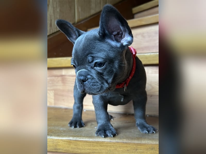 Wunderschöne Französische Bulldogge in Sonderfarben