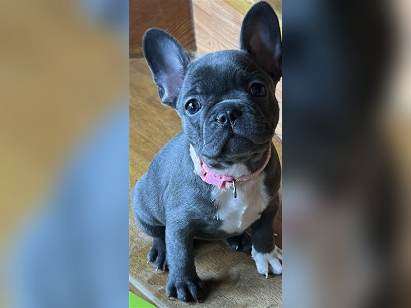 Wunderschöne Französische Bulldogge in Sonderfarben