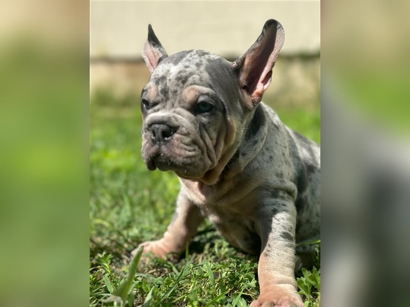 Typvolle gesunde freiatmende französische bulldoggen