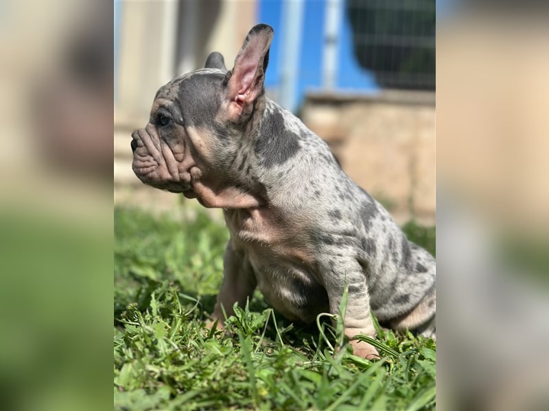 Typvolle gesunde freiatmende französische bulldoggen