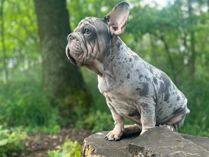 Typvolle gesunde freiatmende französische bulldoggen