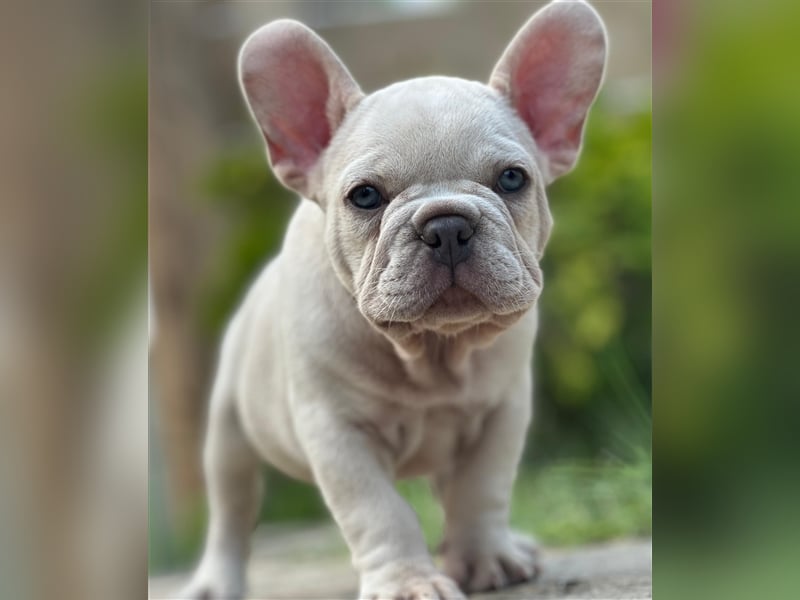 Typvolle gesunde freiatmende französische bulldoggen