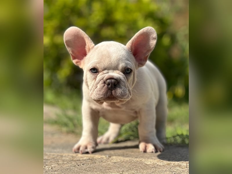 Typvolle gesunde freiatmende französische bulldoggen