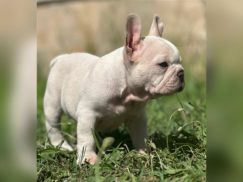 Typvolle gesunde freiatmende französische bulldoggen