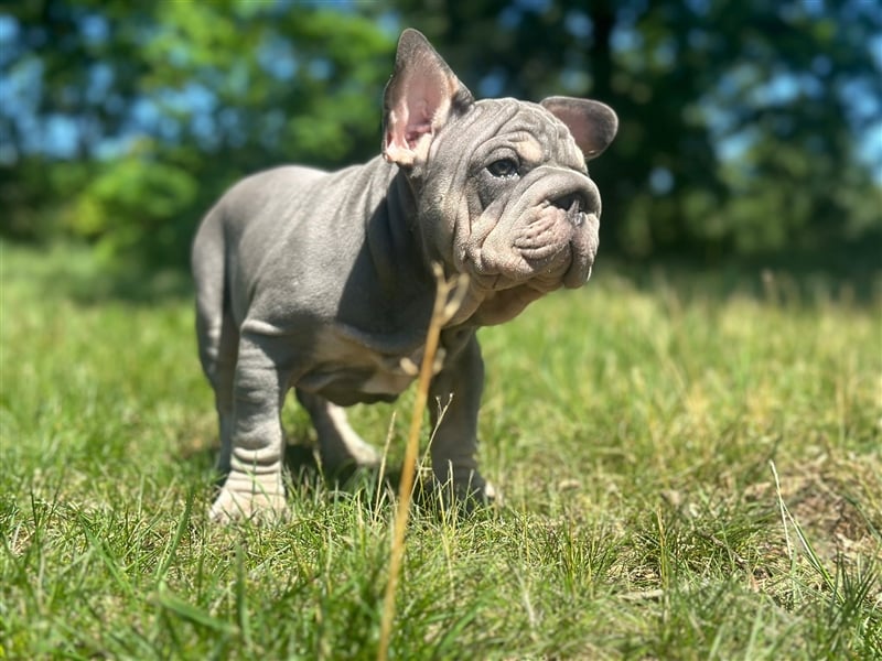 Typvolle gesunde freiatmende französische bulldoggen