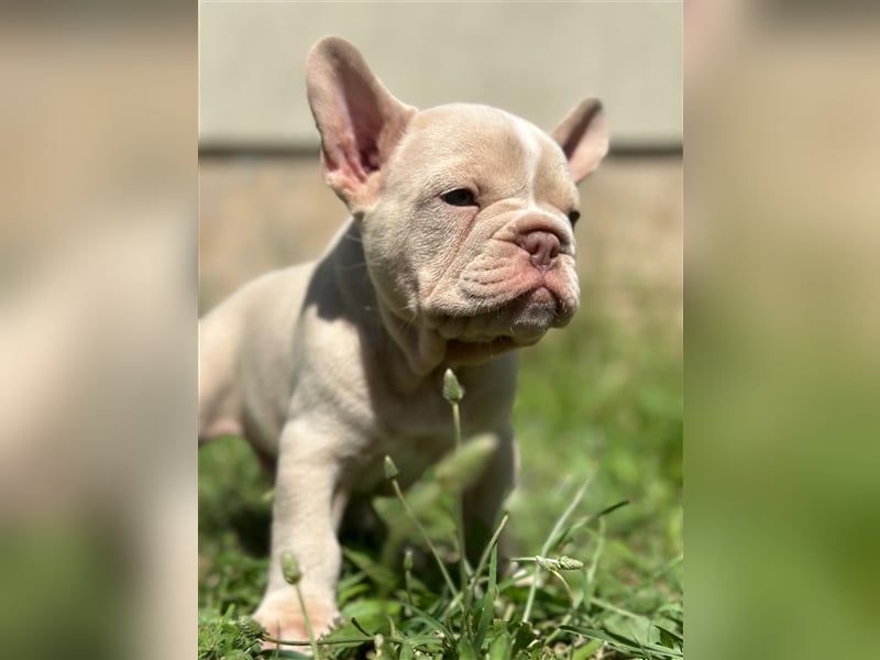 Typvolle gesunde freiatmende französische bulldoggen