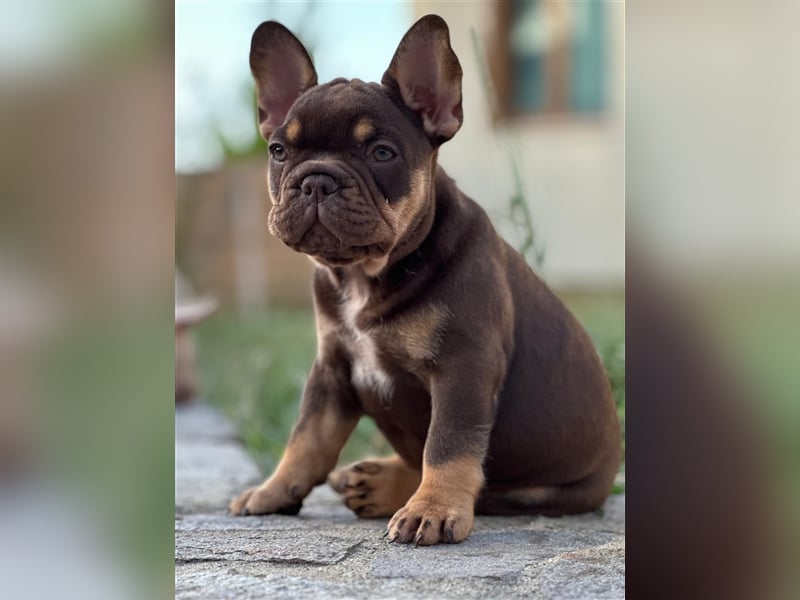 Typvolle gesunde freiatmende französische bulldoggen