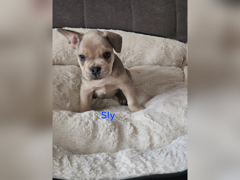 Französische Bulldogge welpen