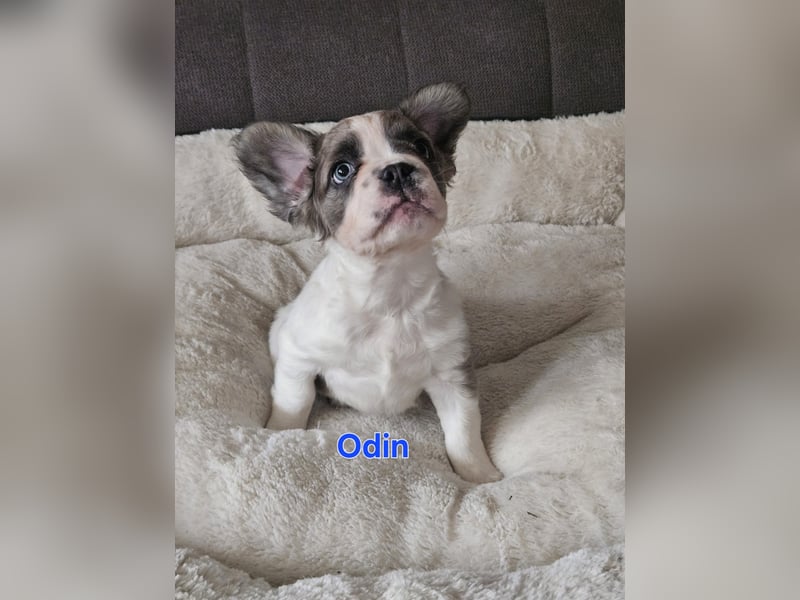 Französische Bulldogge welpen