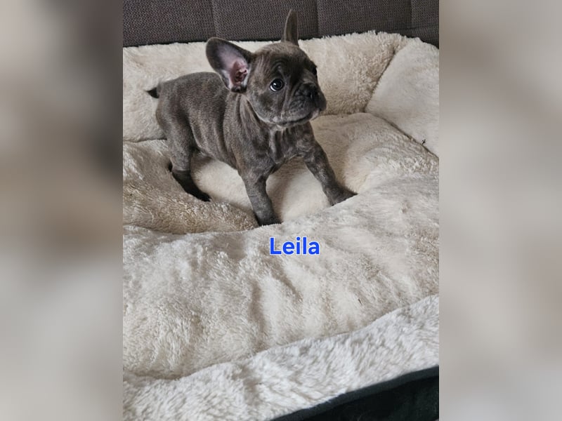 Französische Bulldogge welpen