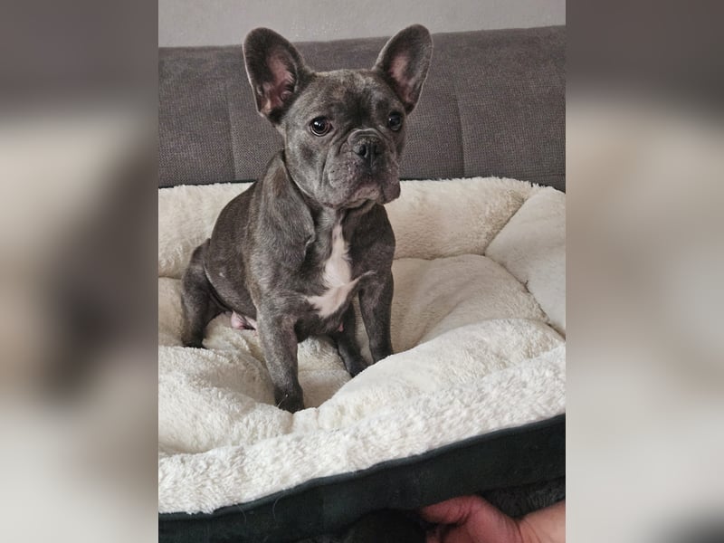 Französische Bulldogge welpen
