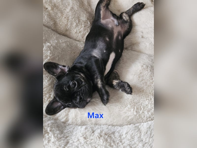 Französische Bulldogge welpen