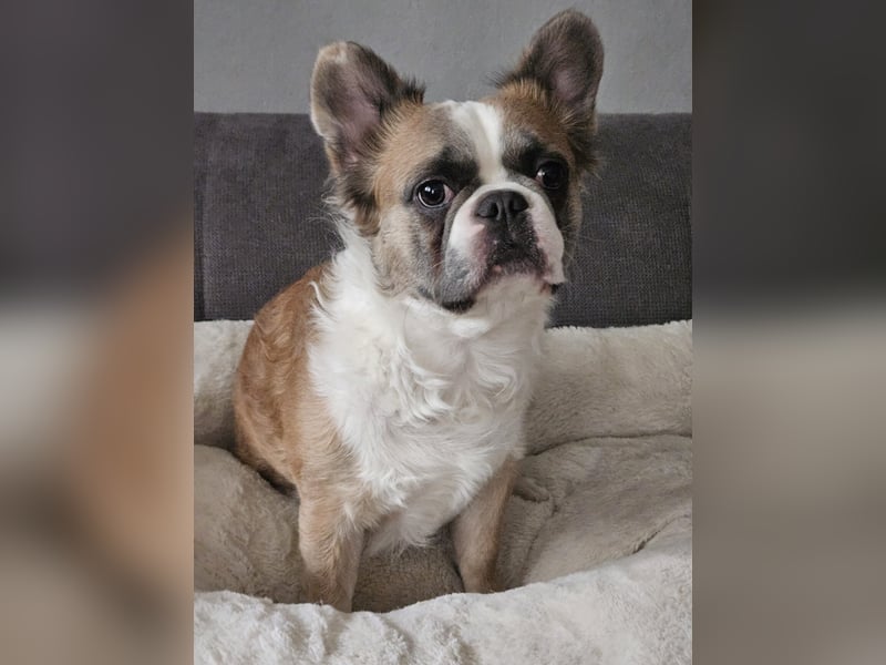Französische Bulldogge welpen