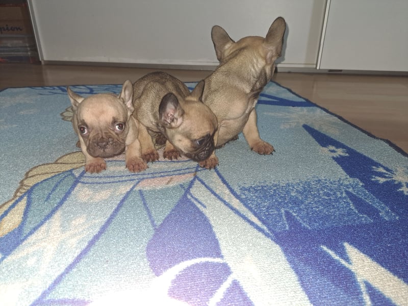 Wunderschöne Französische Bulldoggen