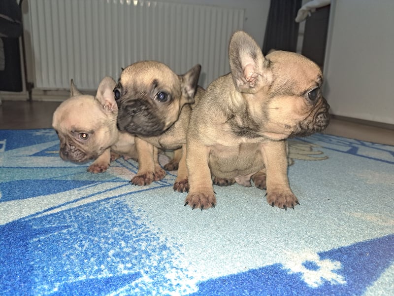 Wunderschöne Französische Bulldoggen