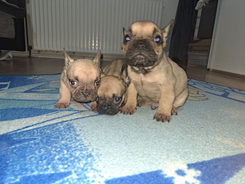 Wunderschöne Französische Bulldoggen