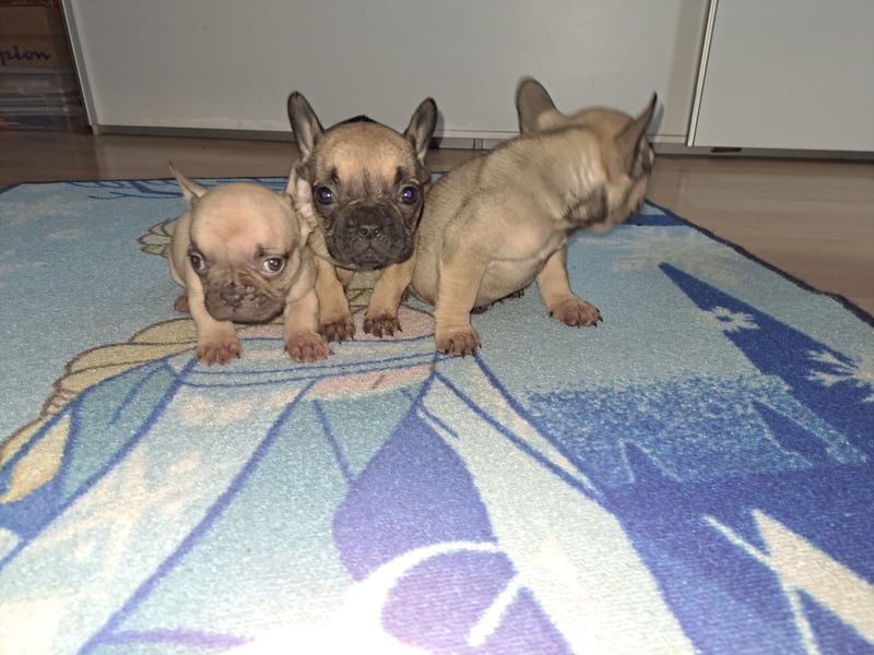 Wunderschöne Französische Bulldoggen