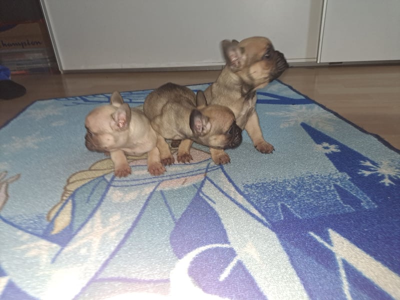 Wunderschöne Französische Bulldoggen