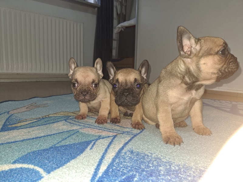 Wunderschöne Französische Bulldoggen