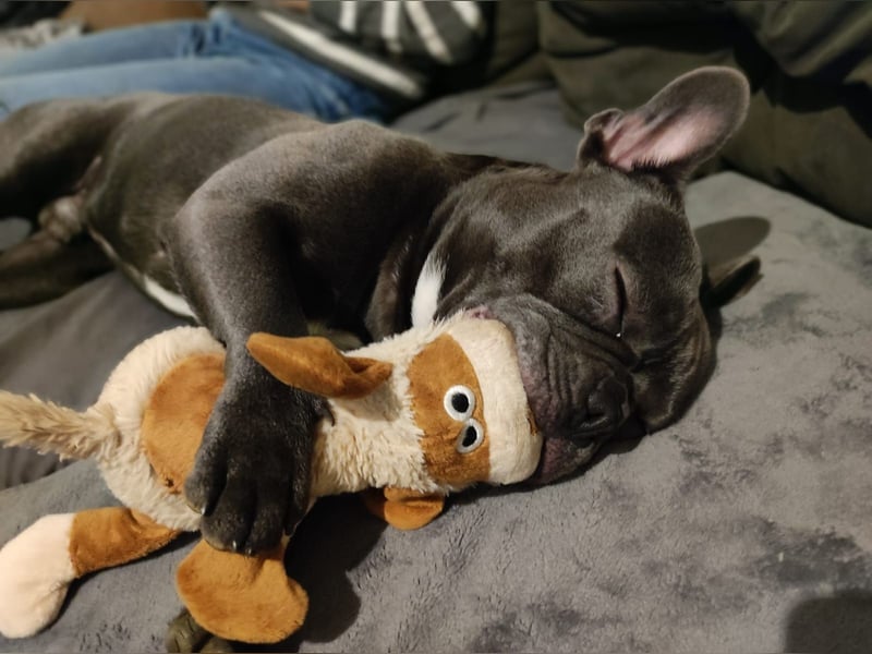 Französische Bulldogge Welpen