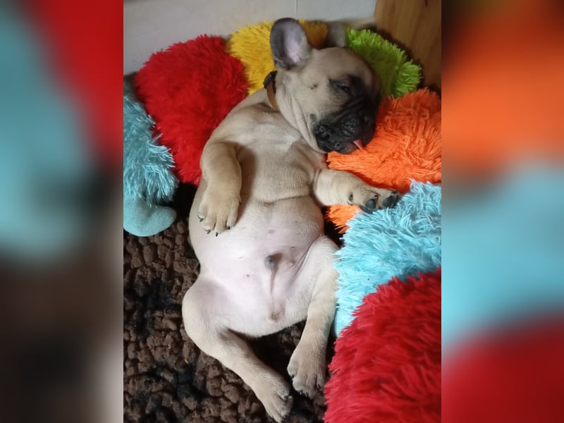Französische Bulldogge Welpen