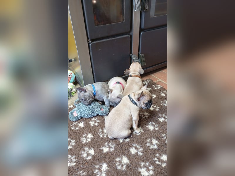 Französische Bulldogge Welpen