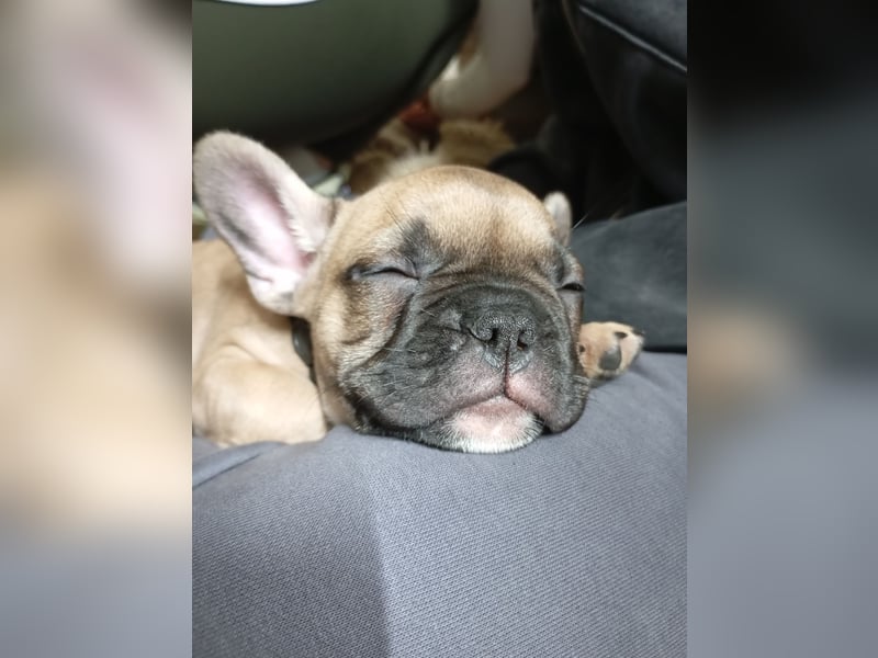 Französische Bulldogge Welpen