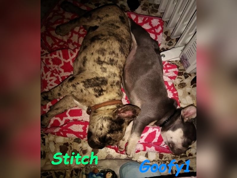Goofy1 geb. 10/2023 (ESP) - anhängliche und freundliche Französische Bulldogge!