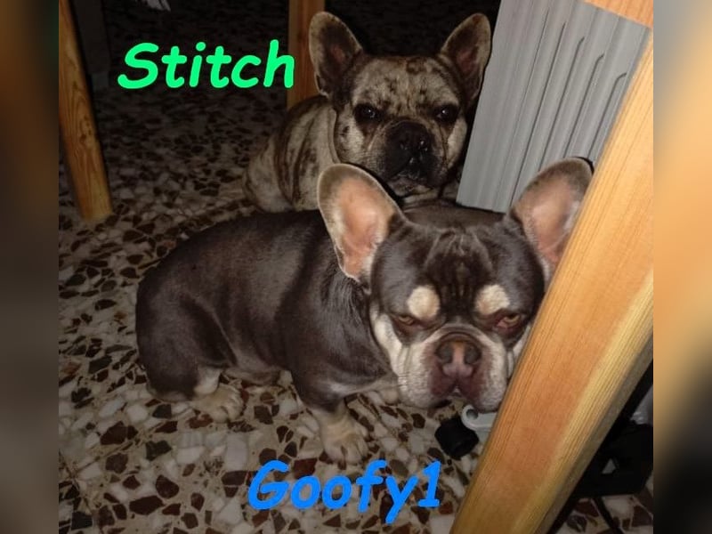 Goofy1 geb. 10/2023 (ESP) - anhängliche und freundliche Französische Bulldogge!