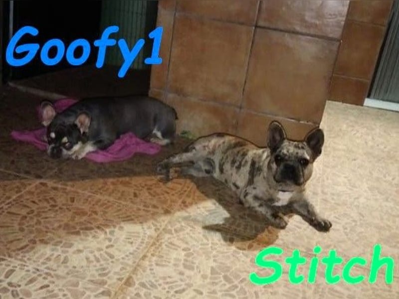 Goofy1 geb. 10/2023 (ESP) - anhängliche und freundliche Französische Bulldogge!
