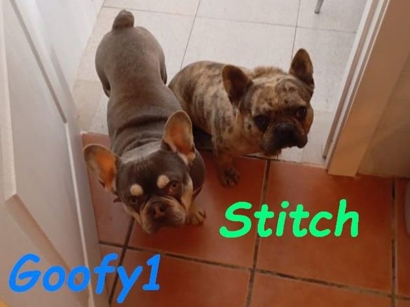 Goofy1 geb. 10/2023 (ESP) - anhängliche und freundliche Französische Bulldogge!
