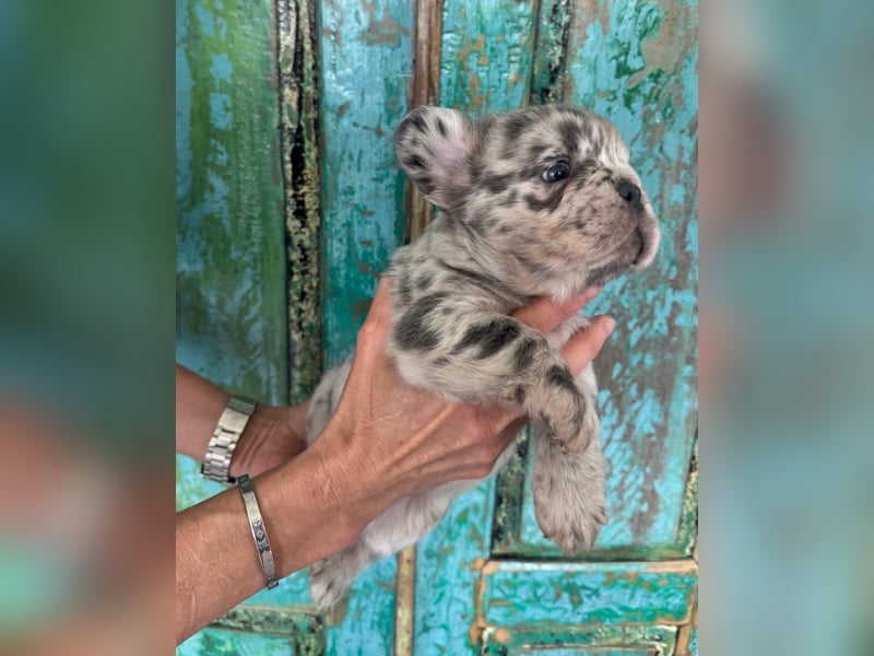 Fluffy Rüde Welpe Französische Bulldogge