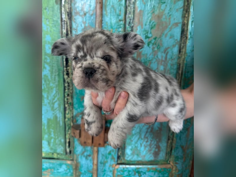 Fluffy Rüde Welpe Französische Bulldogge