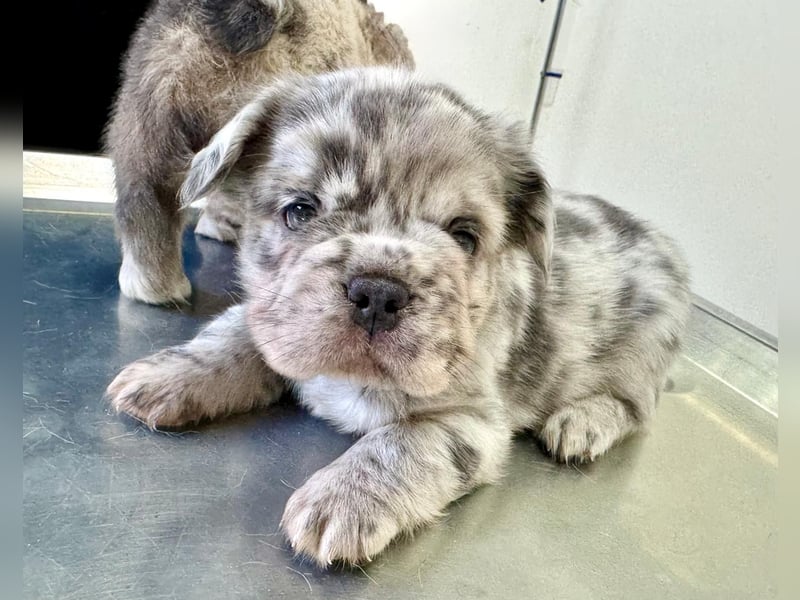 Fluffy Rüde Welpe Französische Bulldogge