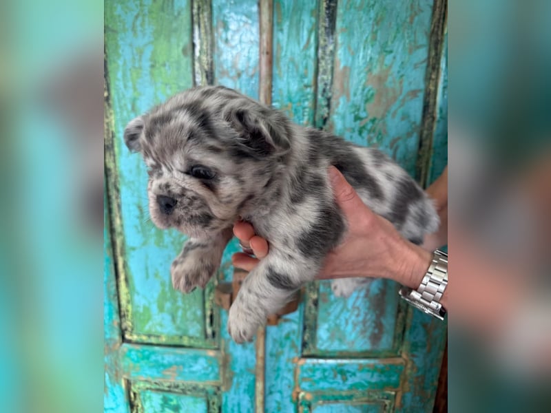 Fluffy Rüde Welpe Französische Bulldogge