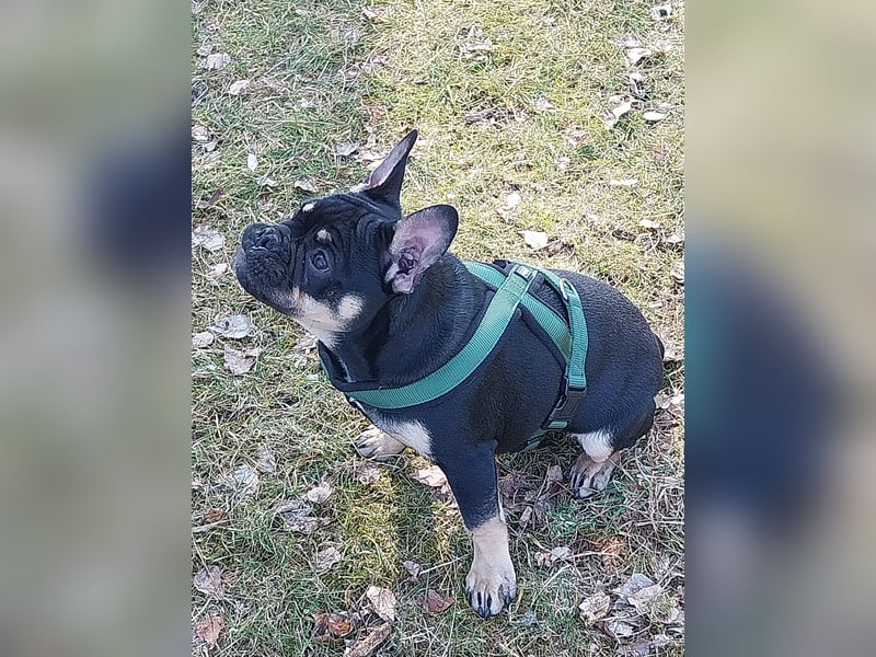 FRANZÖSISCHE BULLDOGGE RÜCKZÜCHTUNG