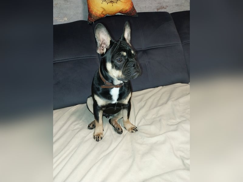 FRANZÖSISCHE BULLDOGGE RÜCKZÜCHTUNG