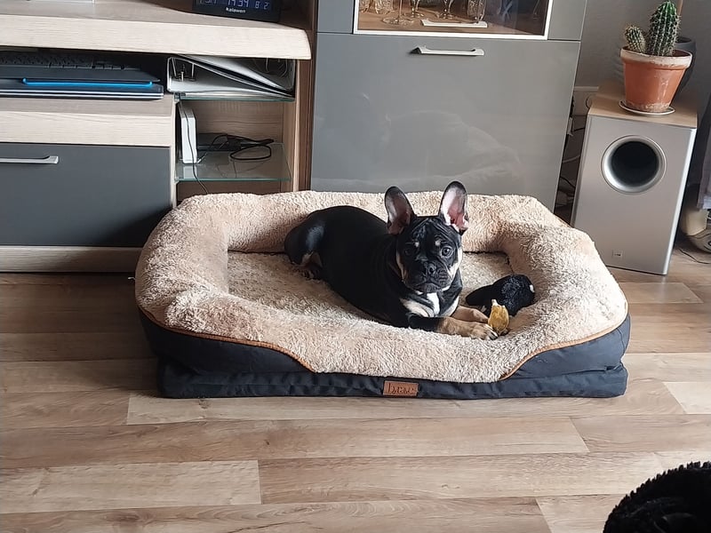 FRANZÖSISCHE BULLDOGGE RÜCKZÜCHTUNG