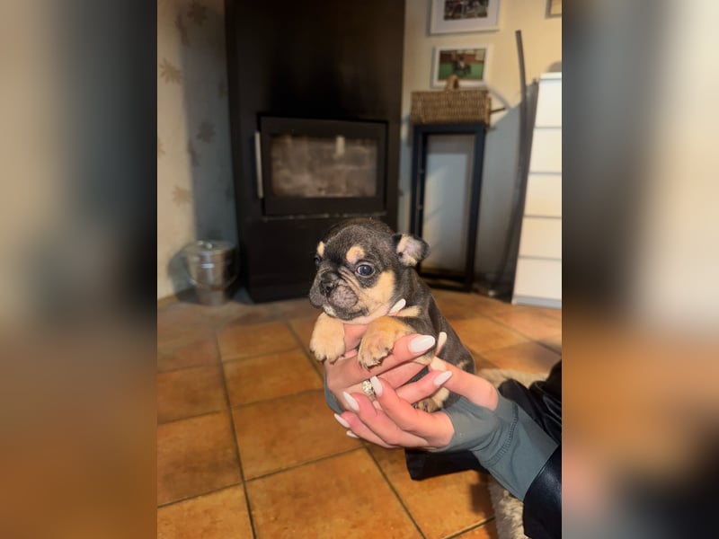 Französisch Bulldogge mit toller Farbe