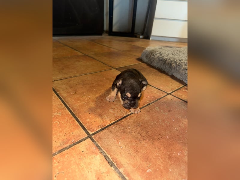 Französisch Bulldogge mit toller Farbe