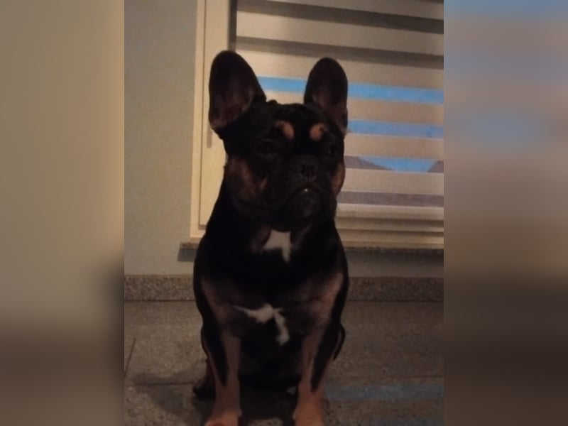 Französische Bulldogge Deckrüde – Rocky