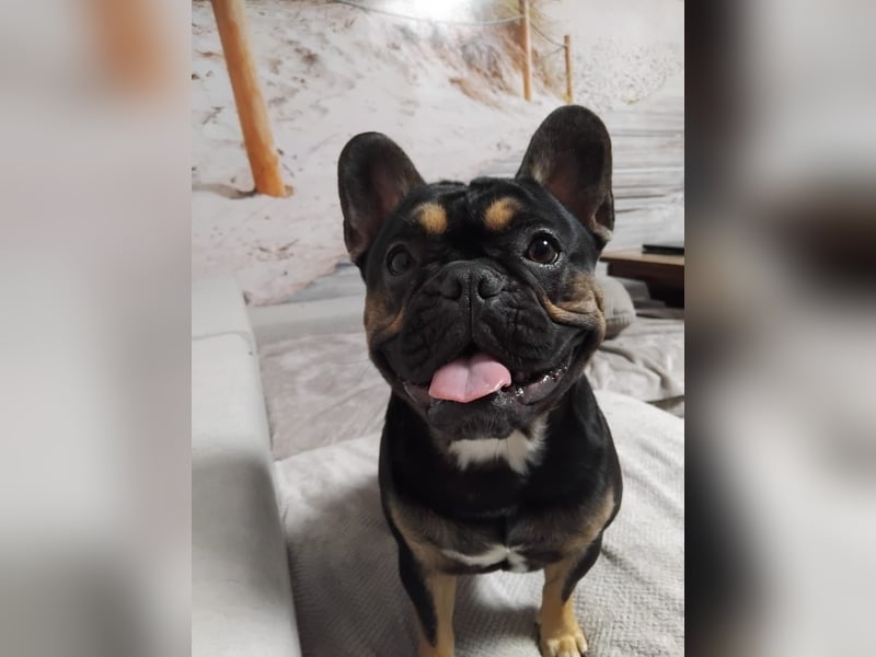 Französische Bulldogge Deckrüde – Rocky