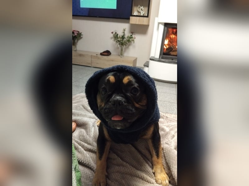 Französische Bulldogge Deckrüde – Rocky
