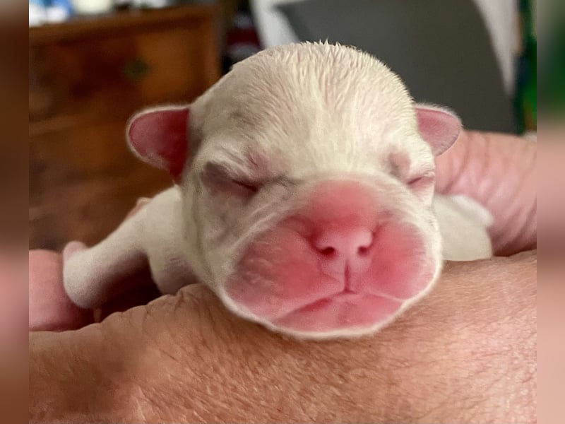 Süsse Französische Bulldoggenbabies sind da!